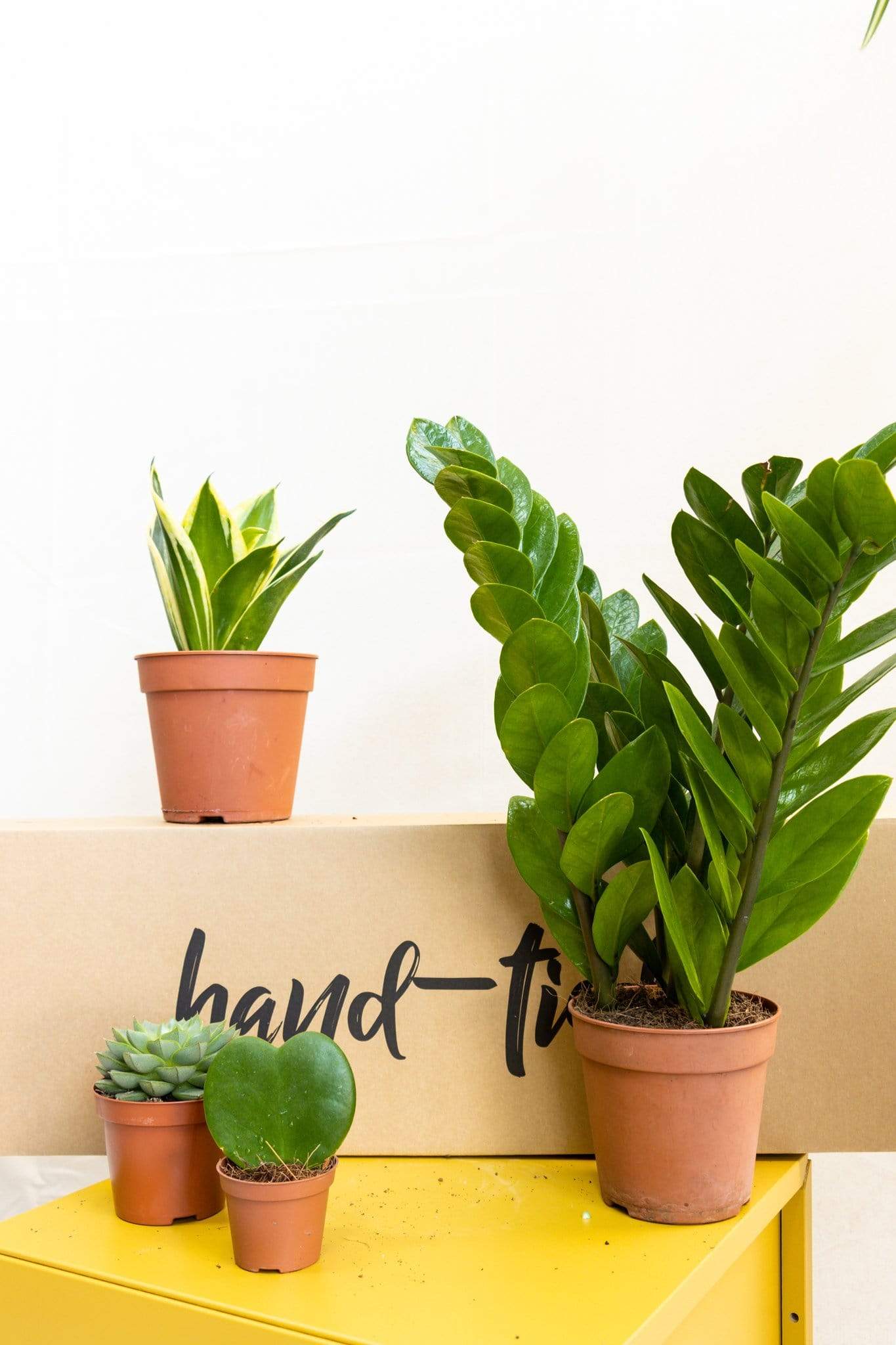 Air Purifying Plant Subscription