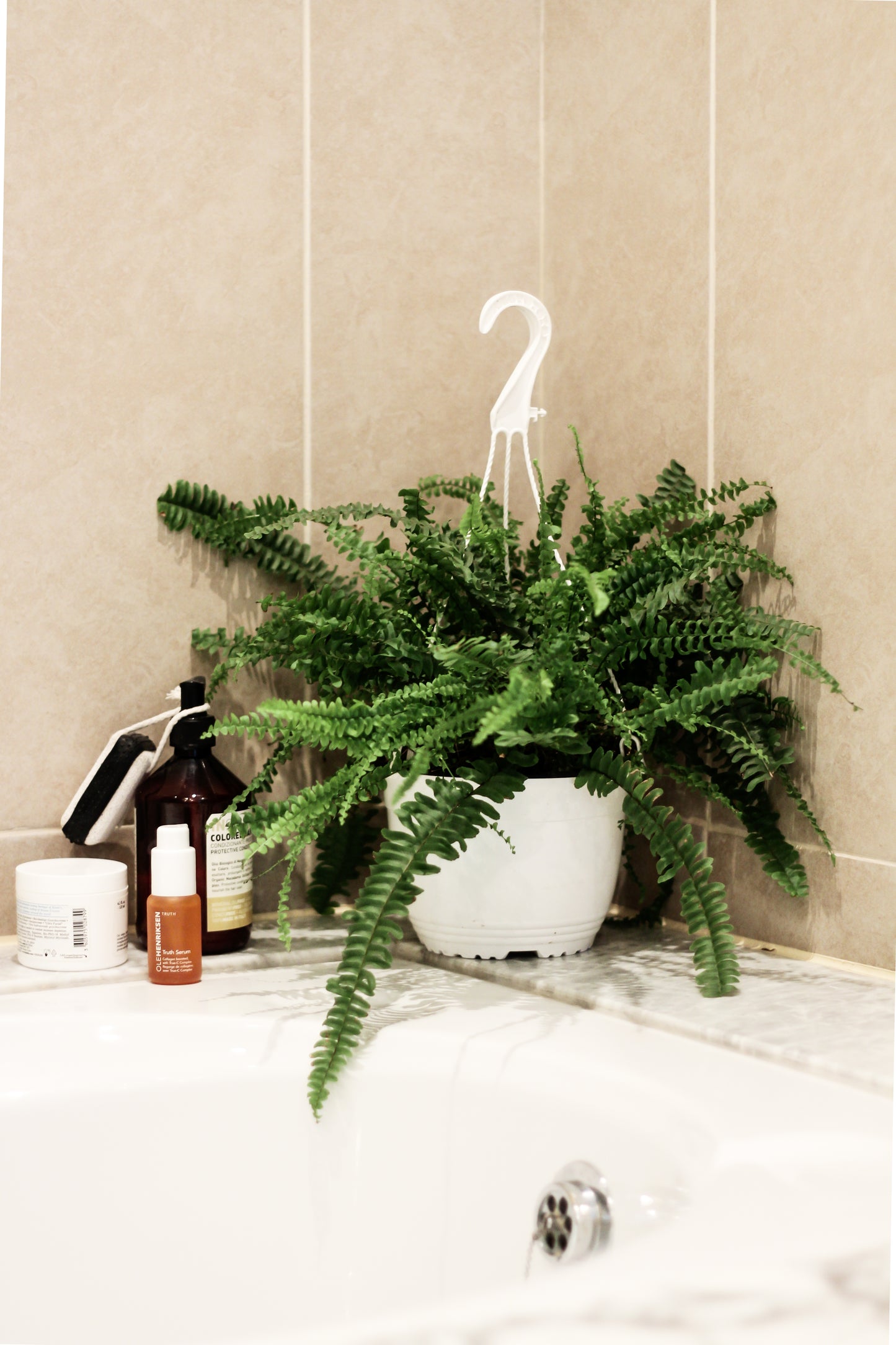 Boston Fern
