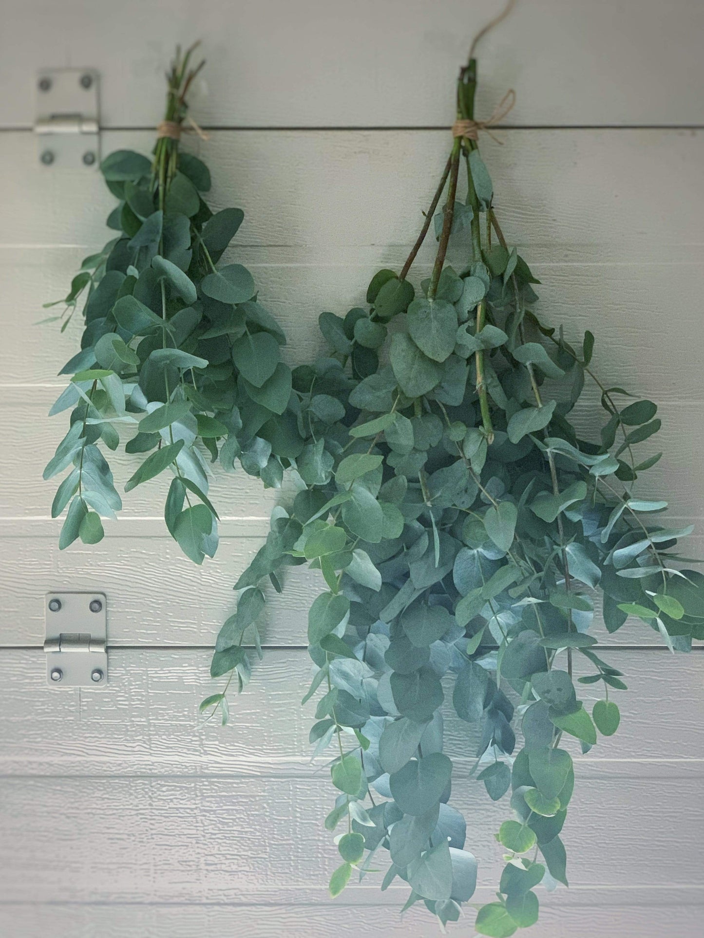 Green Shower