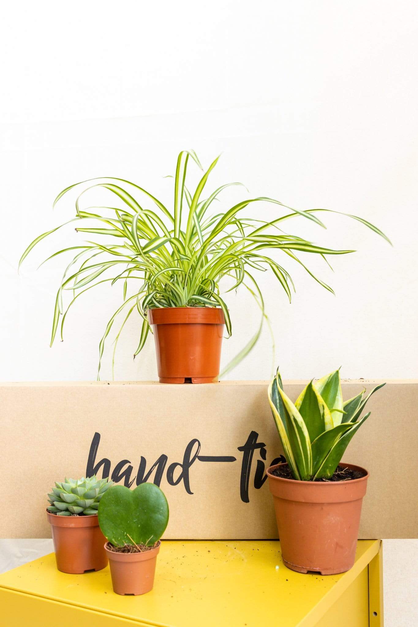 Pet-Friendly Plant Subscription