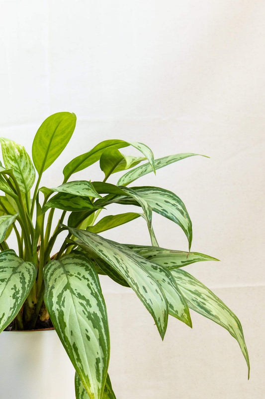 Aglaonema Home Plant