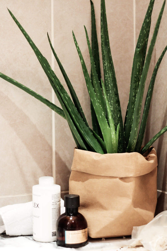 Aloe Home Plant