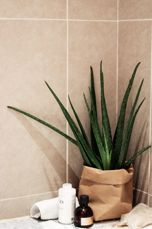 Aloe Home Plant