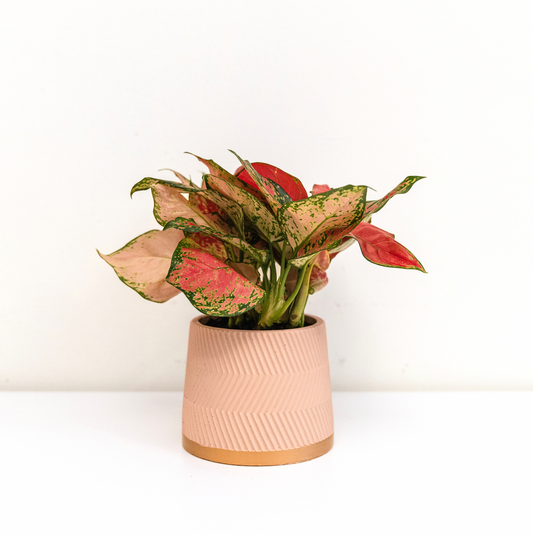 Blush Pink Aglonema Home Plant