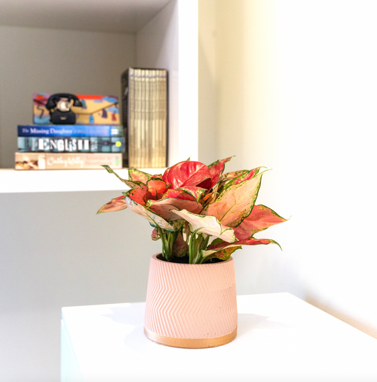 Blush Pink Aglonema Home Plant