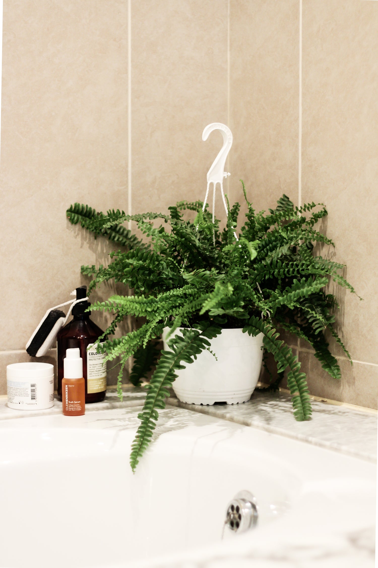 Boston Fern