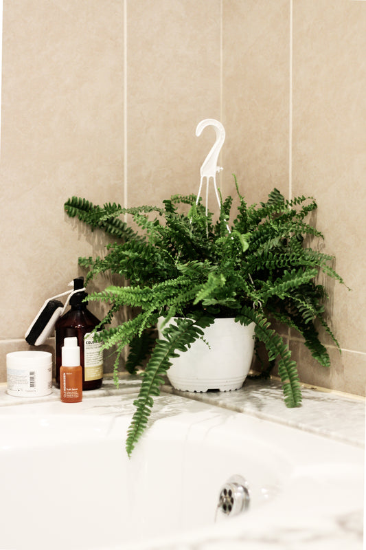 Boston Fern