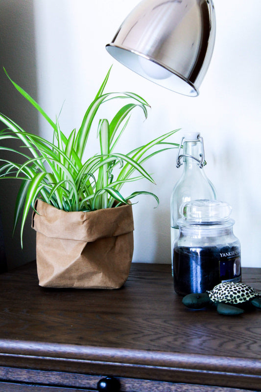 Cholorphytum Home Plant