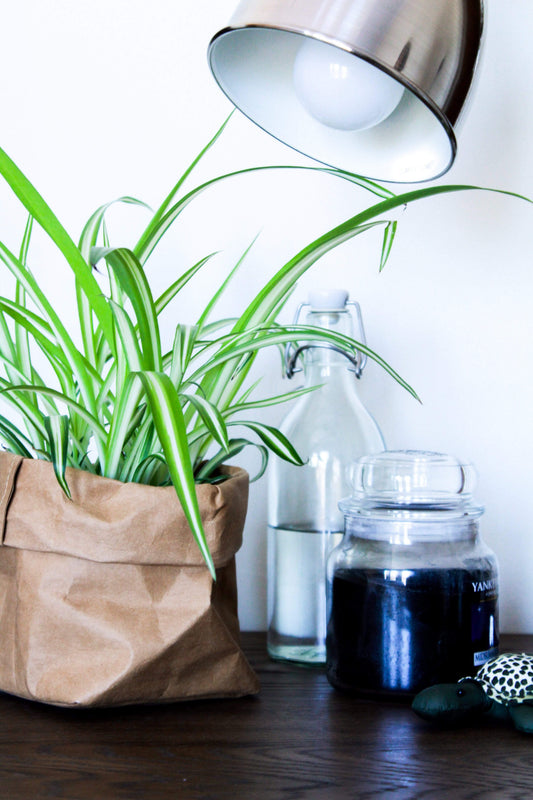 Cholorphytum Home Plant