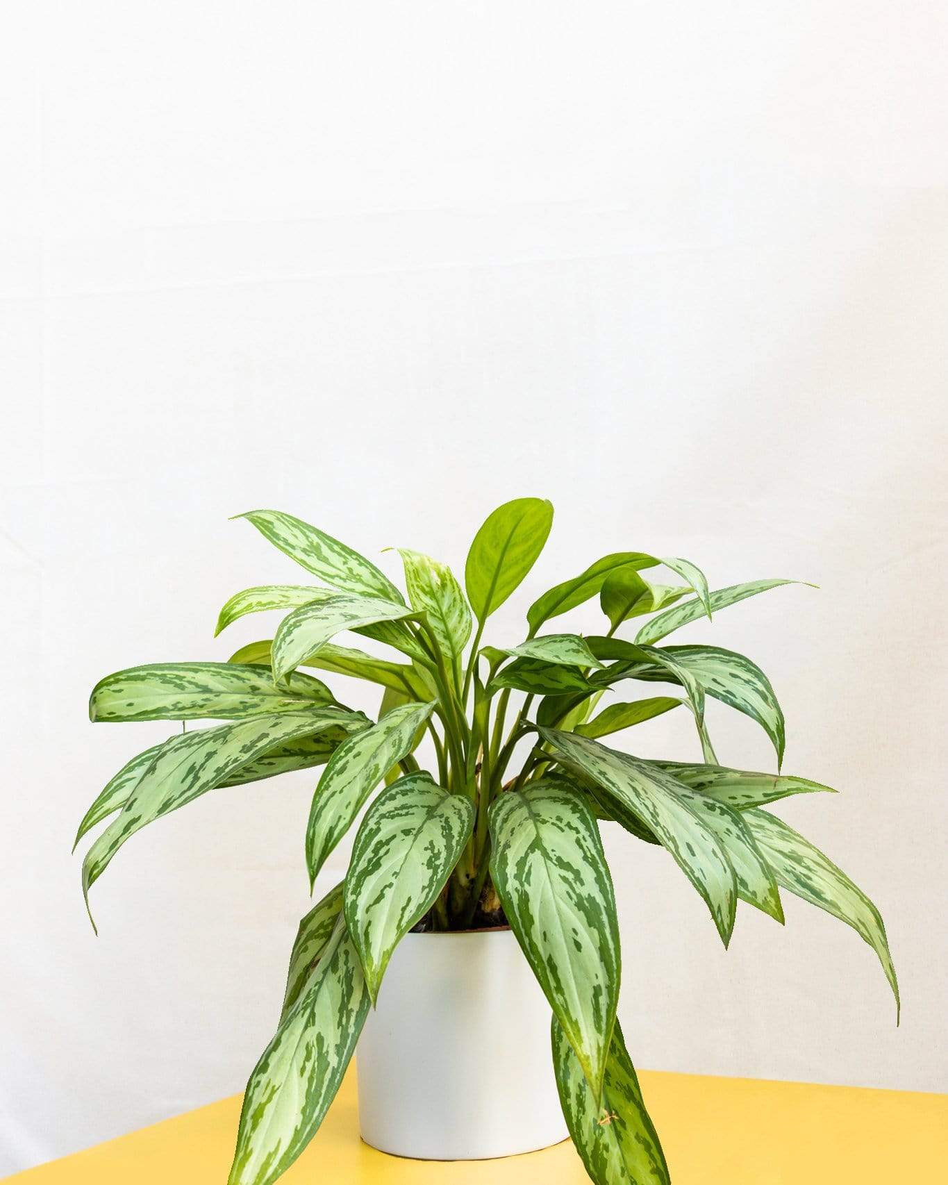 The Chinese Evergreen Home Plant