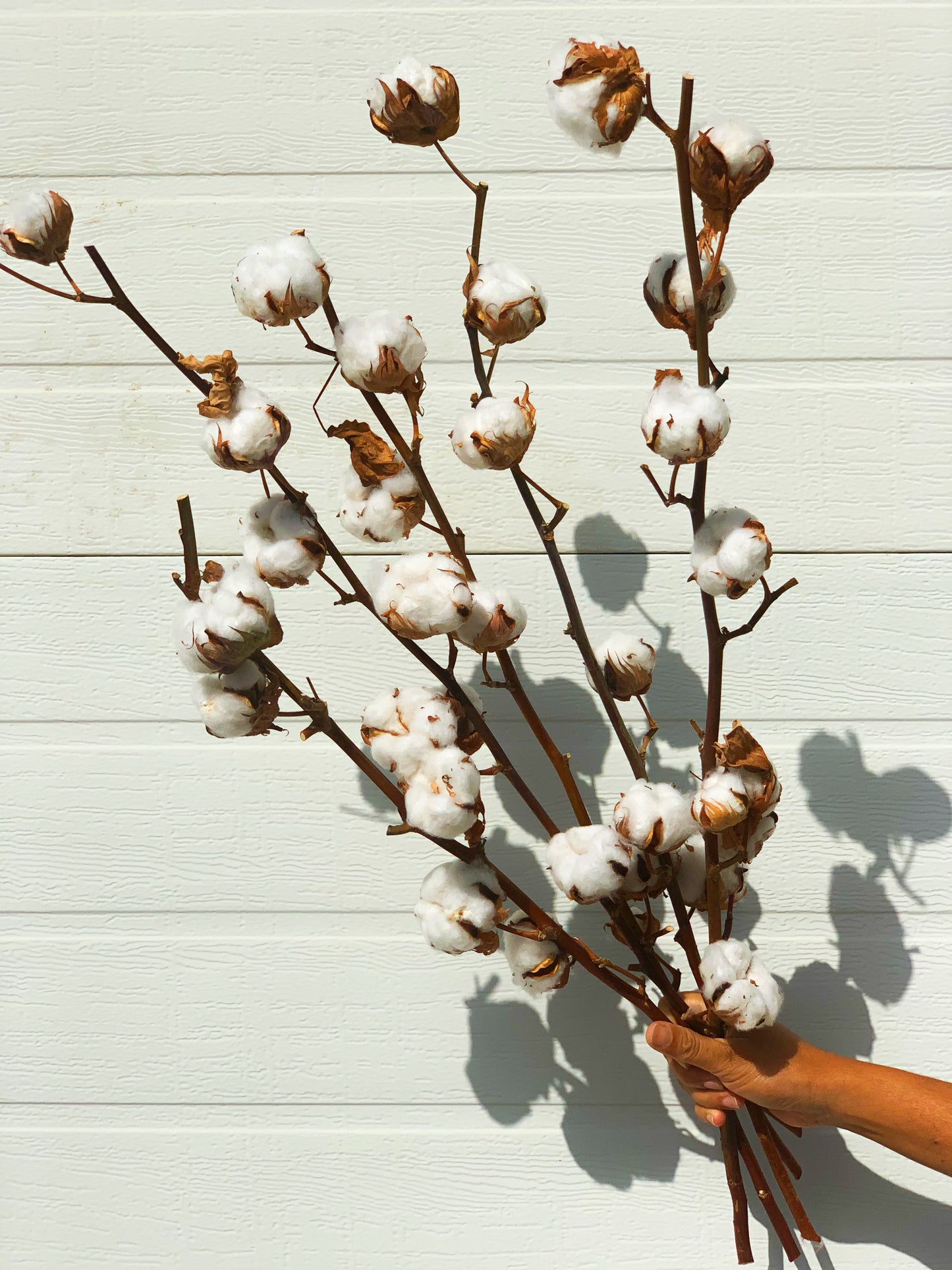The Cotton Stems Bouquet
