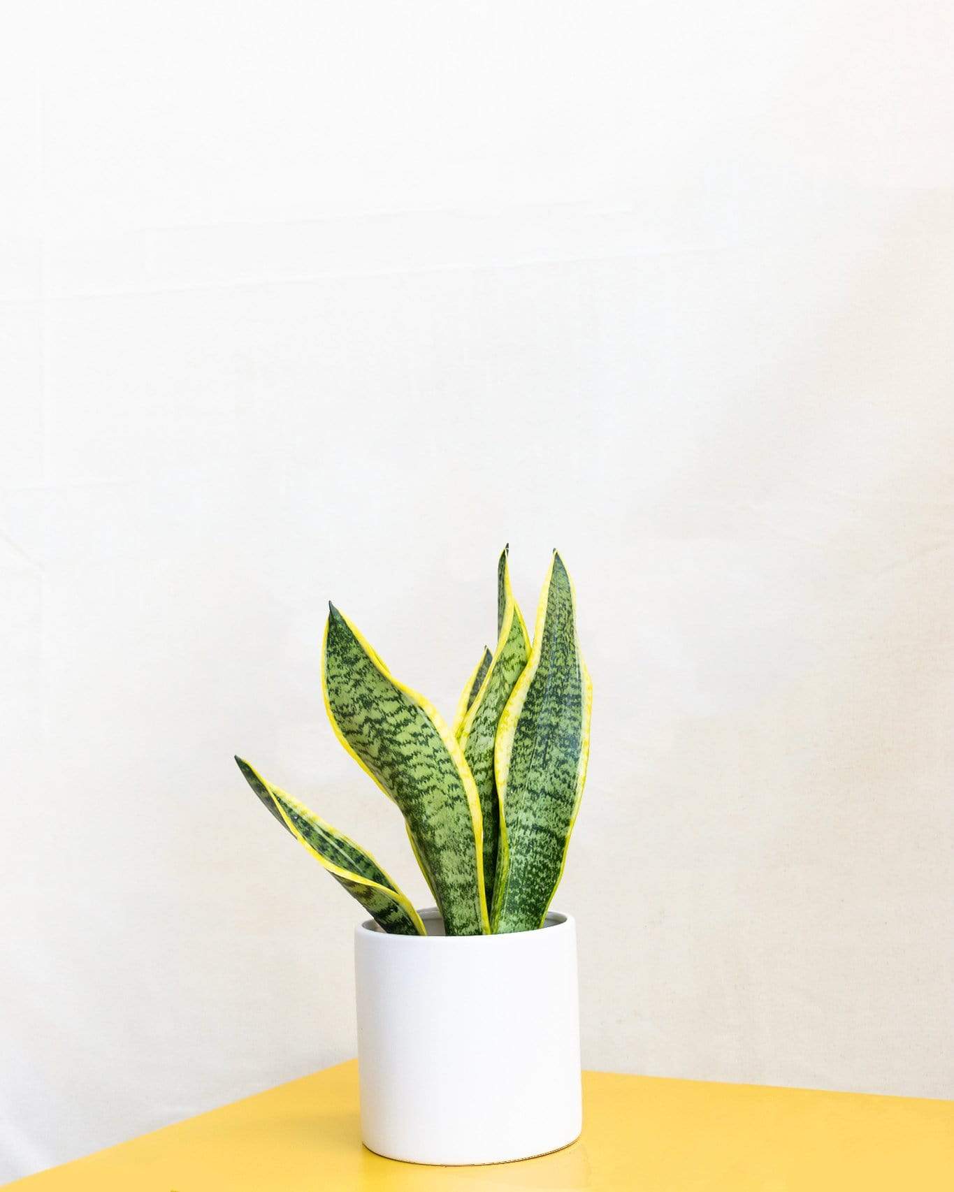 The Snake Plant Home Plant