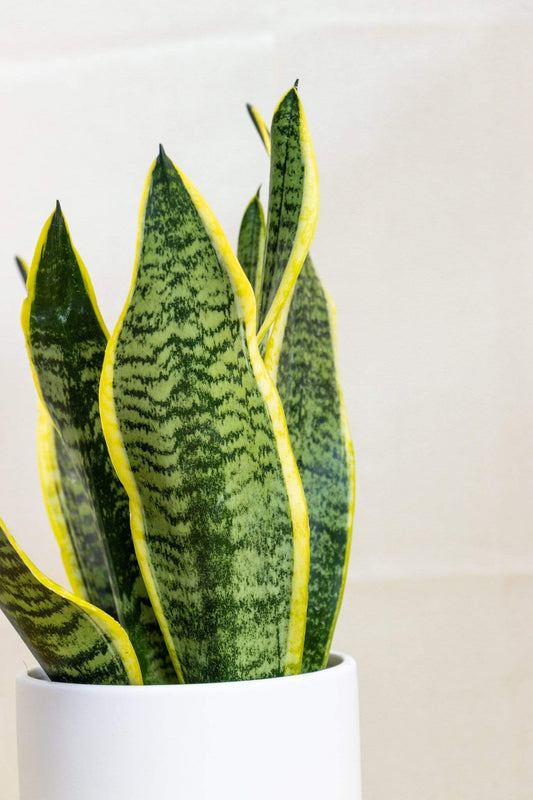 The Snake Plant Home Plant