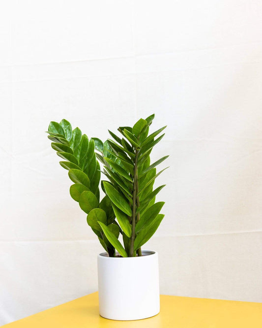 The ZZ Plant
