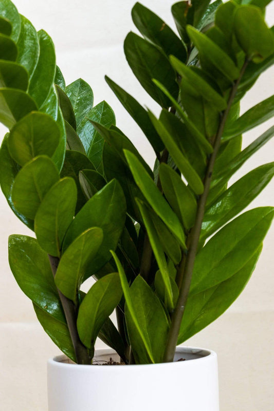 Zz Plant